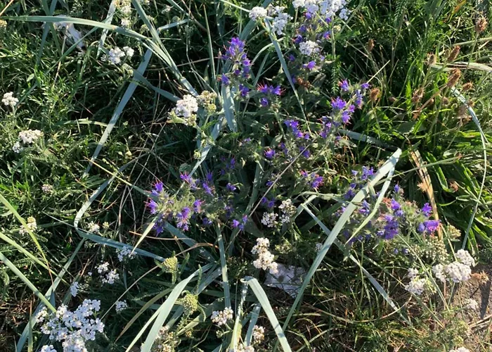 South Ii With Free Parking Zandvoort